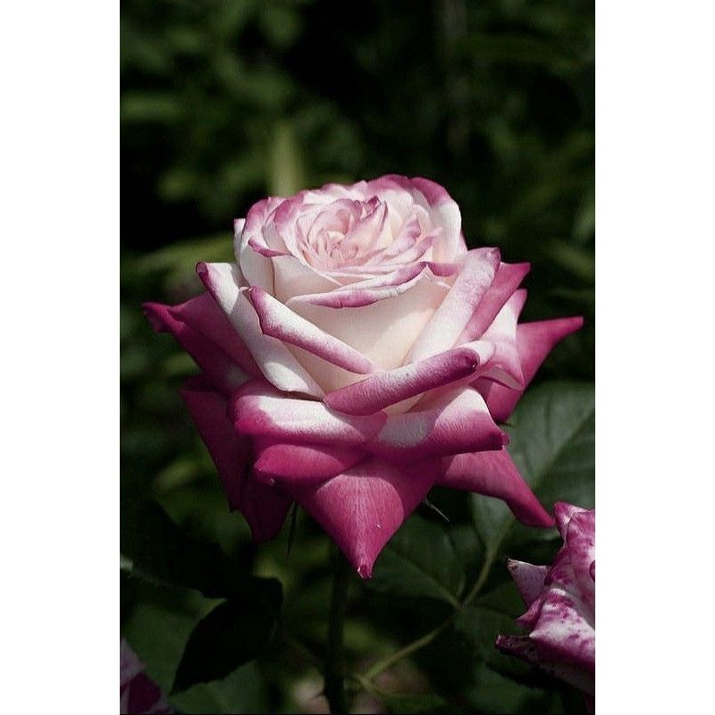 Rosa albina do Véu Celeste – 100 sementes com manual de cultivo I