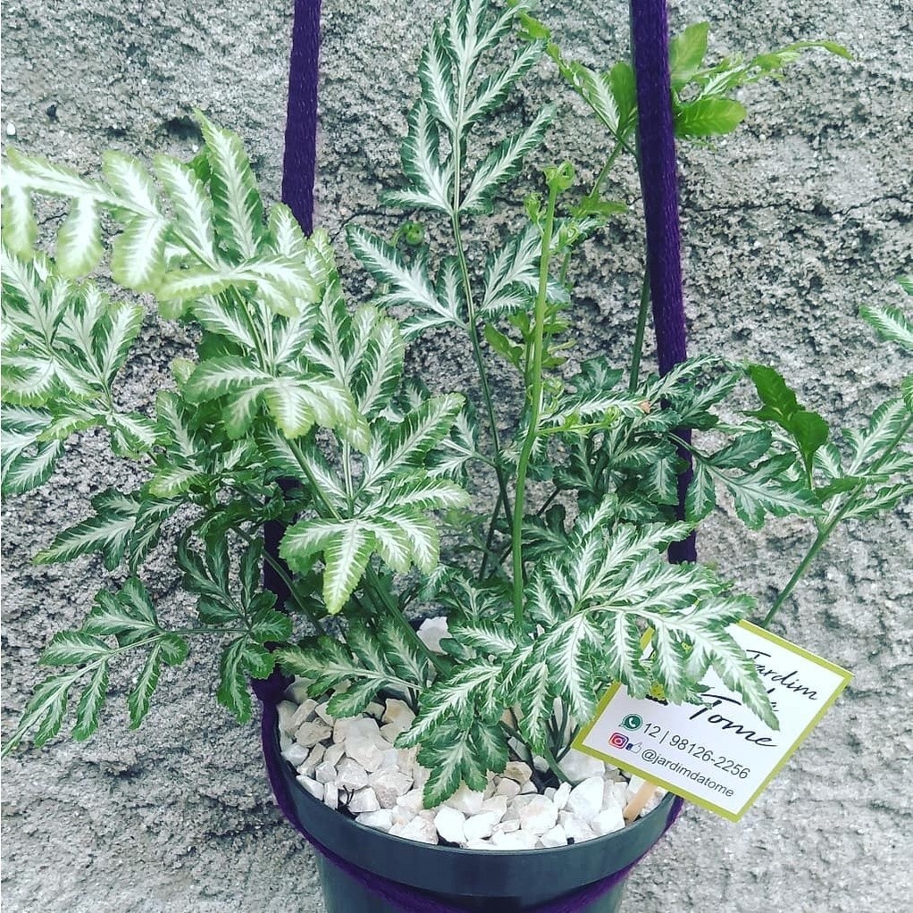 100 sements samanbaia prateada com manual de cultivo h