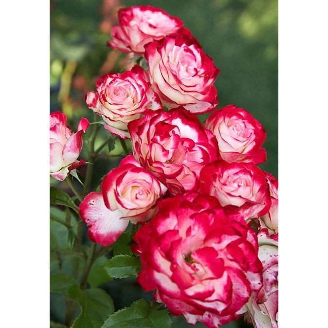 100 sements, rosa hibrida branca e rosa ,com manual de cultivo pronta entre h