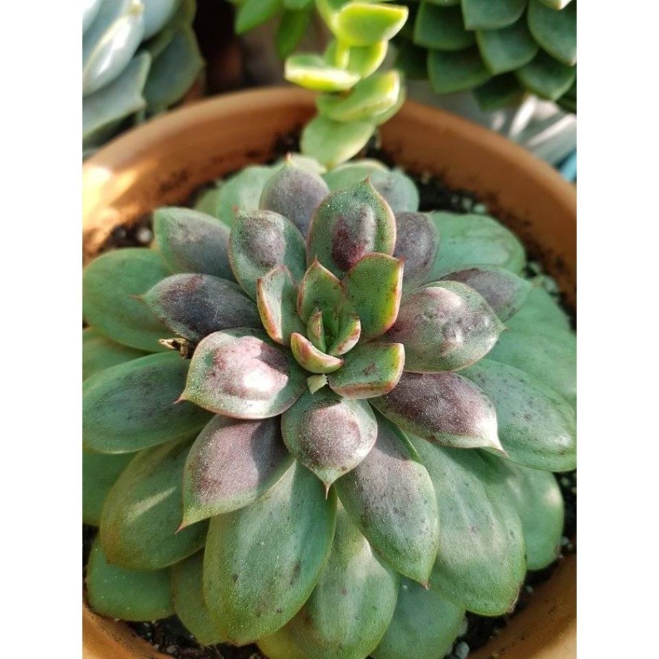 100 sementes suculenta Haworthia fasciata com manual de cultivo pronta entrega envio em 24h I