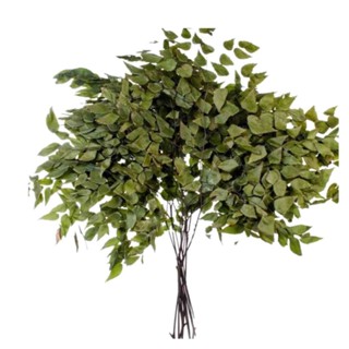 Folha De Avenca para Decorações em Oferta na Shopee