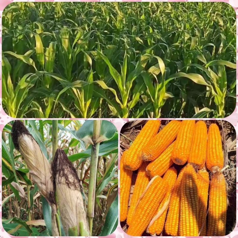 Sementes de Milho Híbrido Dekalb KILO Variedade 200/500 Unidades Alta Produtividade Plantio Safra