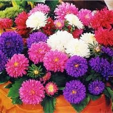 Sementes de Rainha Margarida Gigante Pompom Sortida Flores para Jardins e Vasos