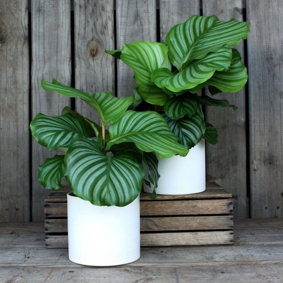 100 sements maranta orbifolia com manual de cultivo h h