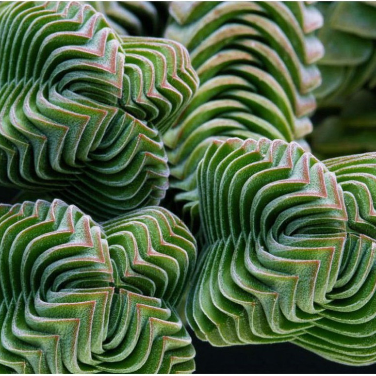 10 Sements de Crassula Templo do Buda com manual de cultivo y2 pra fazer novas plantas II