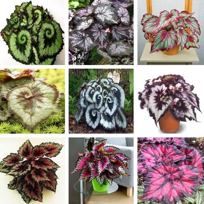 Pcs/saco Bonsai de Begônia Mista 200 500 Sementes Plantas em Vaso Plantas Vivas Sementes de Flores Plantas de Jardim Int
