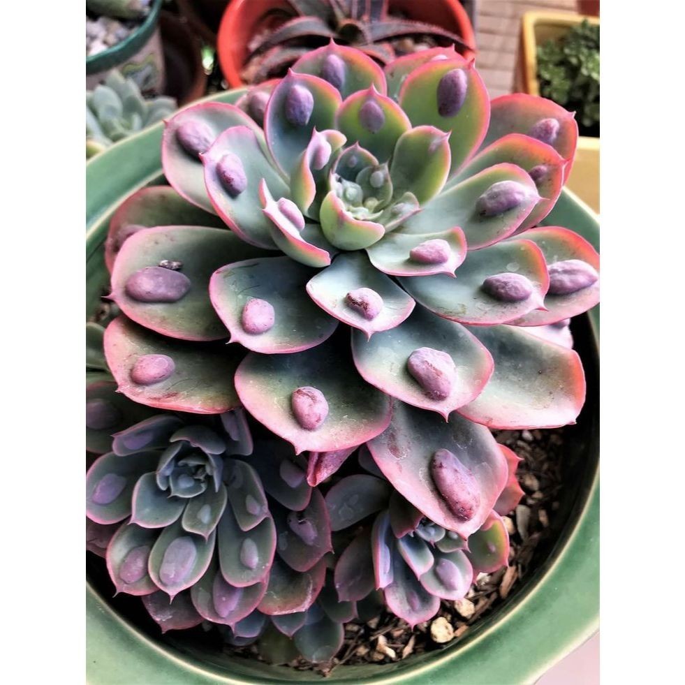 suculenta Rhipsalis baccifera (Mistletoe Cactus)100 Sementes de Com Manual de cultivo I em Oferta na Shopee