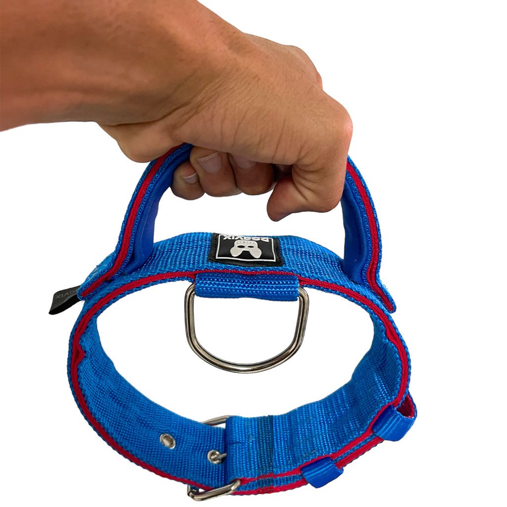 O que é Pitbull com American Bully? Guia e Onde Comprar | BuscaProdutos