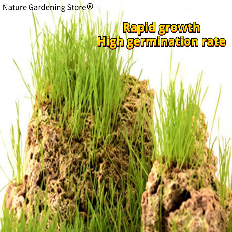 Sementes de Grama Aquática para Bonsai 200-500pcs Planta Viva Decorativa Fácil de Germinar para Vasos e Jardim