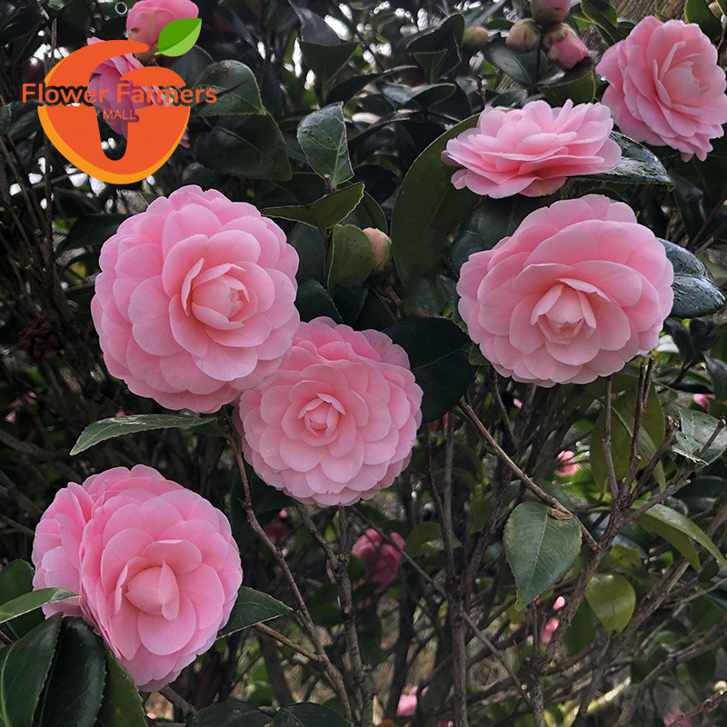 Sementes de Flor de Camélia Rosa de Alta Qualidade (200 500 Sementes) Sementes Raras de Camélia Impatiens Balsam