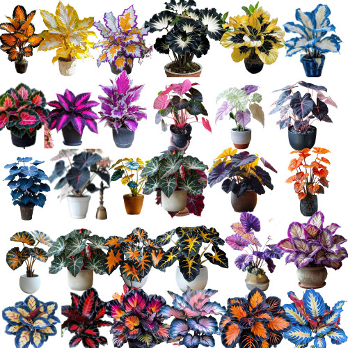 caladium mix 100 sementes com manual de cultivo II