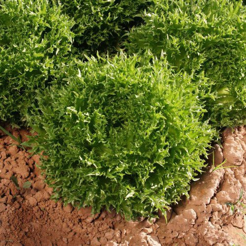 Sementes de Alface Frillice Verde Batavia 200-500 Unidades | Fácil de Plantar e Germinar | Hortaliça para Horta