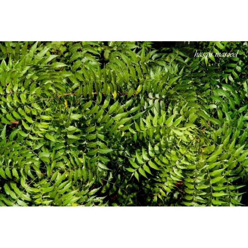 fácil de levantar   200 500 Sementes de Neem/folhas de neem (apenas folhas) (gramas)