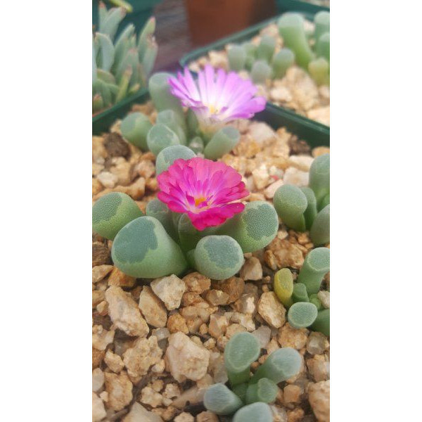 100 smeents lithops optica rubra com manual de cultivo h