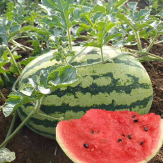 Sementes de melancia gigantes 200-500 unidades para plantar sementes de melancia Super doces e suculentas em Oferta na Shopee