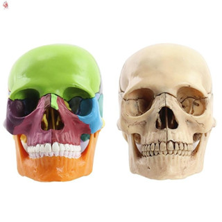 1:2 Modelo Educacional de Crânio Humano para Estudantes Montarem e Estudarem em Oferta na Shopee