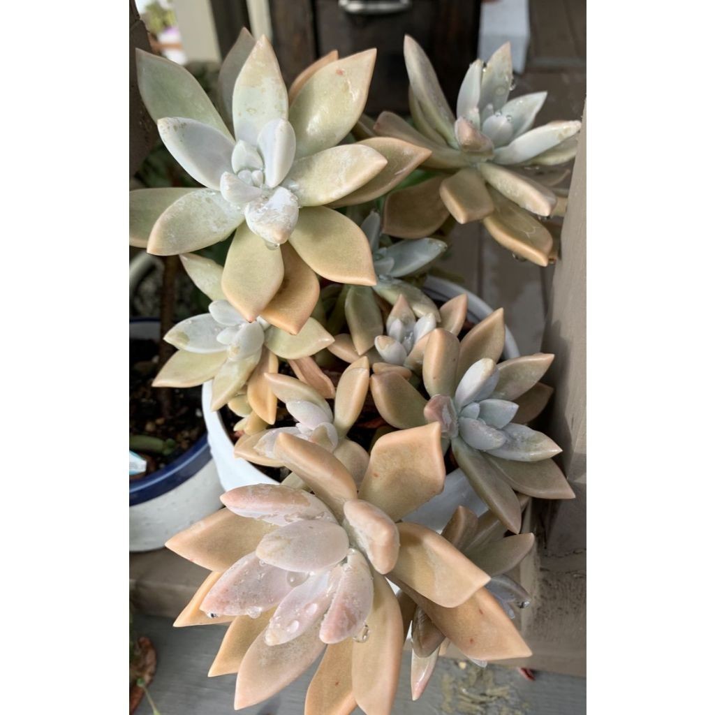 100 sementes suculenta Kalanchoe beharensis com manual de cultivo pronta entrega envio em 24h I