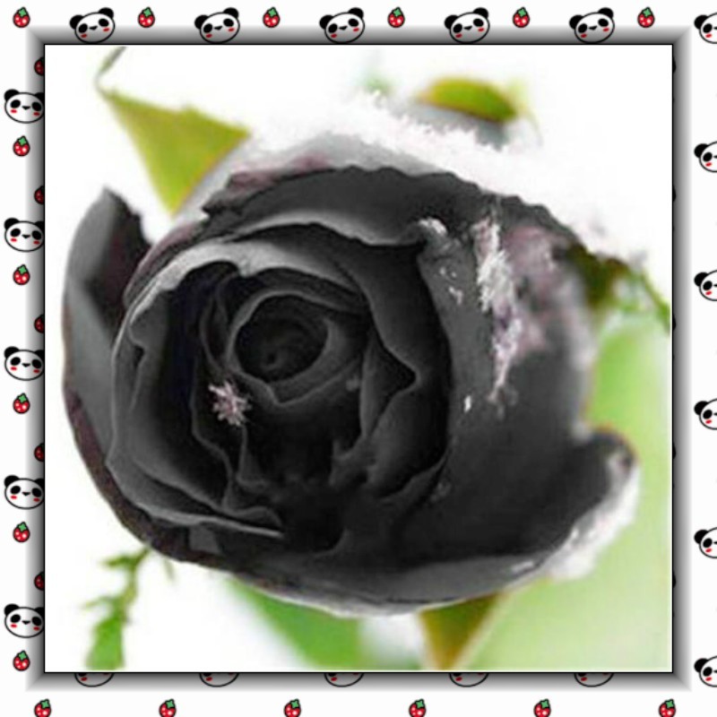 Sementes Rosa Negra 200/500 Unidades Flor Rara para Jardim Varanda Escritório Bonsai Fácil Plantio Decoração