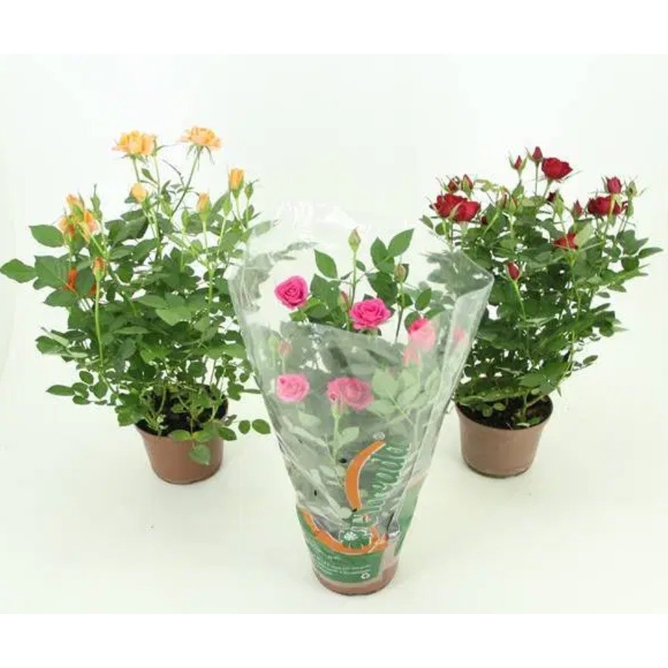 Kit 100 Sementes Mini Rosas Exoticas - 10 Cores