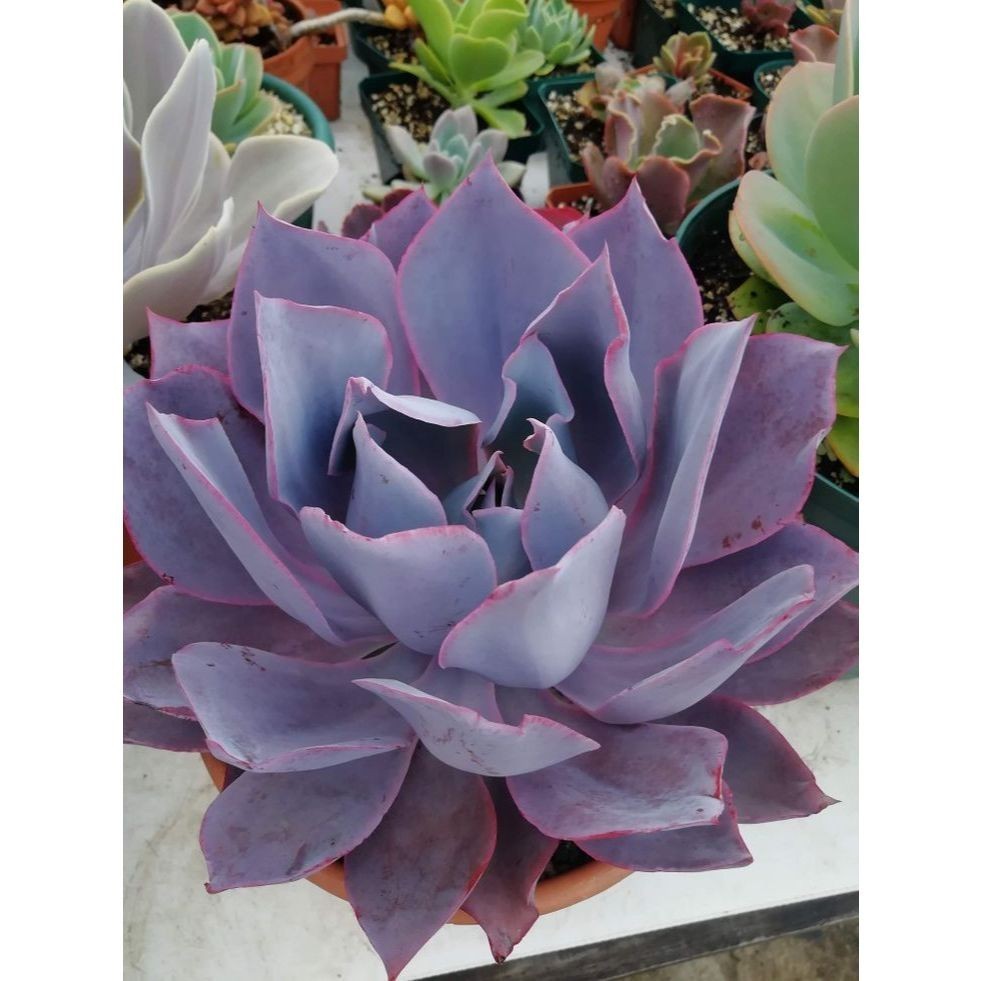 100 sementes suculenta Haworthia mirabilis com manual de cultivo pronta entrega envio em 24h I