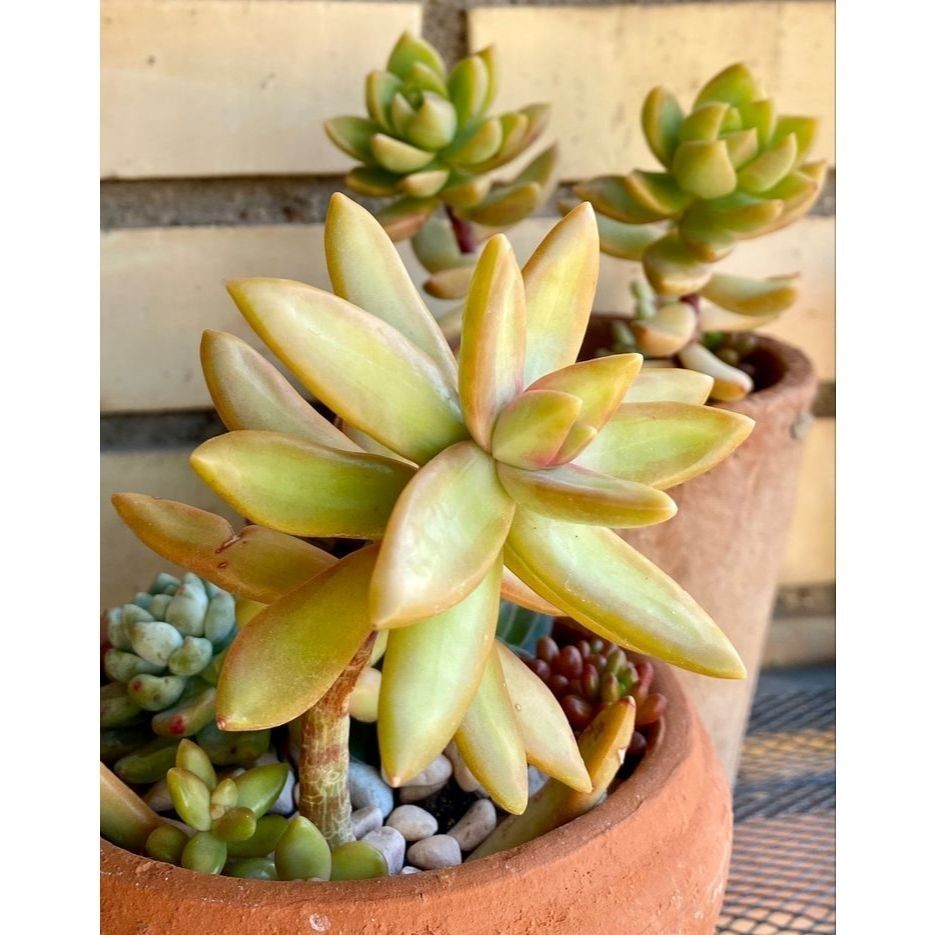 100 sementes suculenta Stapelia hirsuta com manual de cultivo pronta entrega envio em 24h I
