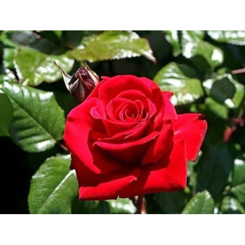 Rosa Trepadeira Vermelha Flor Red Para Jardim 10 Sementes em Oferta na Shopee