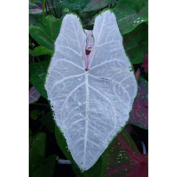 100 sements caladio white menbrane com manual de cultivo h top