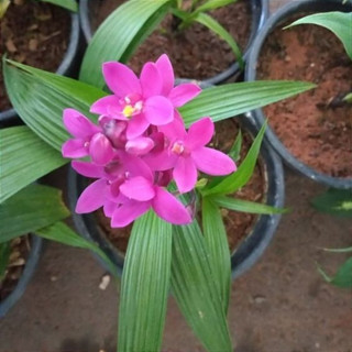 100 Sements de Spathoglottis plicata (Spatoglotis / Grapete) em Oferta na Shopee