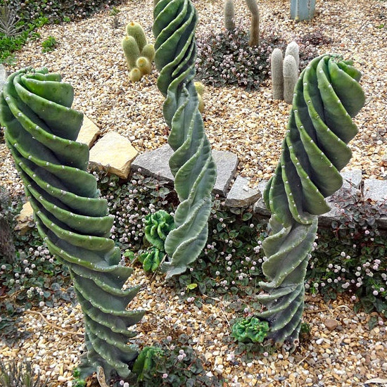 200 sementes raras de cactus parafuso c32 ll