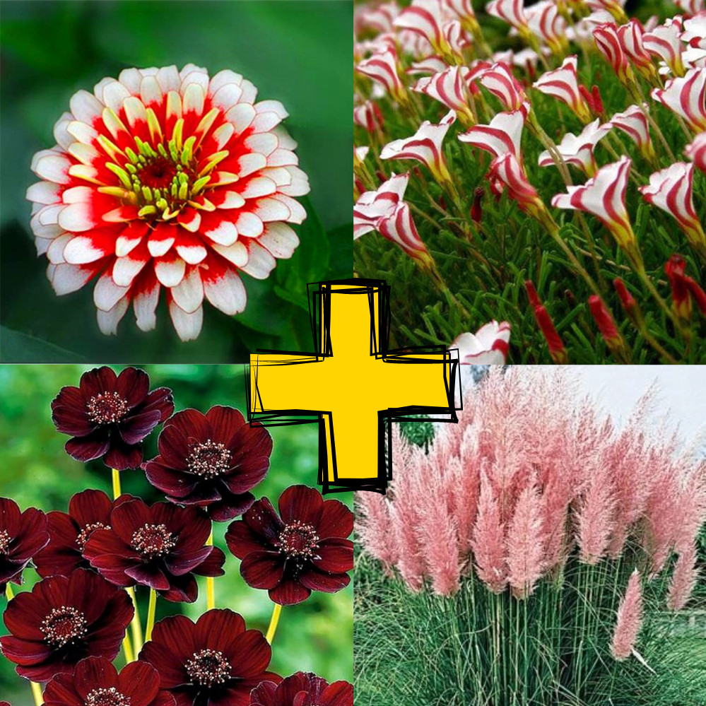 sements de zinnia + capim pampas + cosmos +copo de leite bicolor pra fazer plantas ll