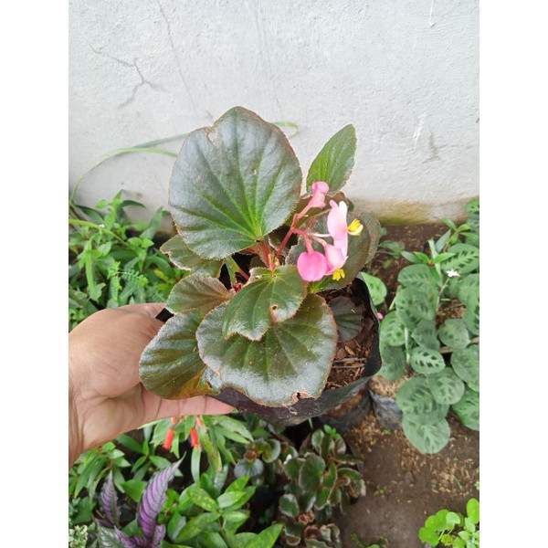 Sementes de Begônia Viva 200-500 Unidades | Fácil de Plantar e Germinar | Flores Coloridas para Jardim e Vasos