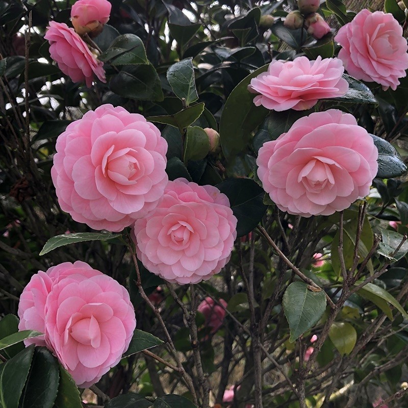 Flor de Camélia Rosa Original 200 500 Sementes para Plantio pcs Semente Rara de Bonsai Camélia Impatiens