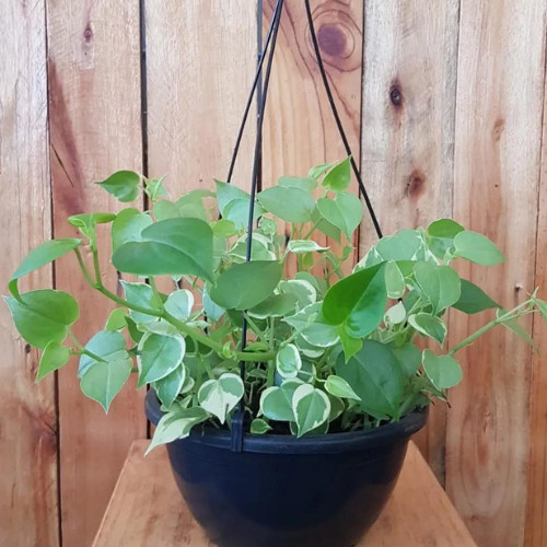 100 sements Peperômia Scandens com manual de cultivo h