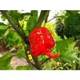 20 Sementes de pimenta carolina reaper II