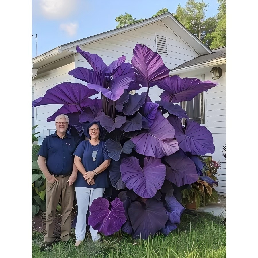 EXCLUSIVO 100 sementes Caladium 'Sunset Glow' com manual de cultivo pronta entrega envio 24h Premium EXCLUSIVO em Oferta na Shopee