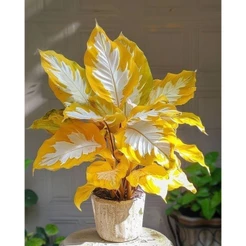 Caladium Sahara Gold 100 sementes com manual de cultivo II I