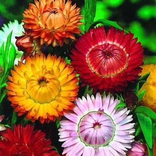 300 sementes novas da flor sempre - viva y7 ll