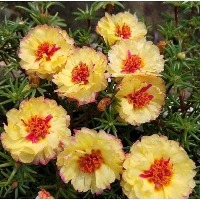 onze-horas (Portulaca cryptopetala) – 100 sementes com manual de cultivo