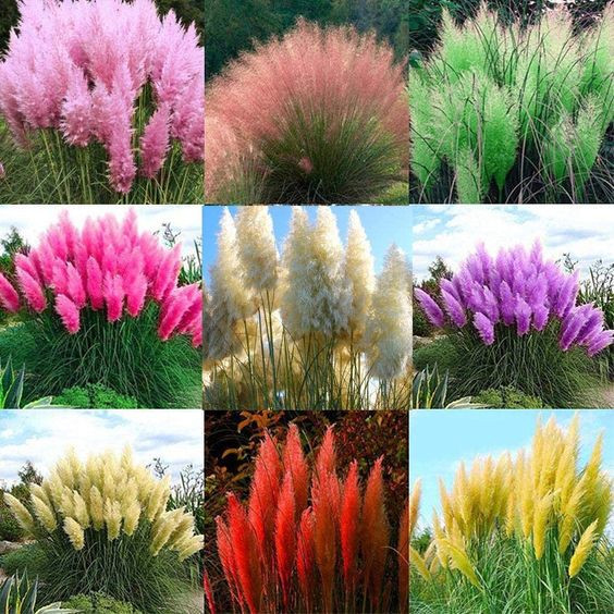200 sements de capim pampas cores variadas mix de cores y5 pra fazer mudas lI