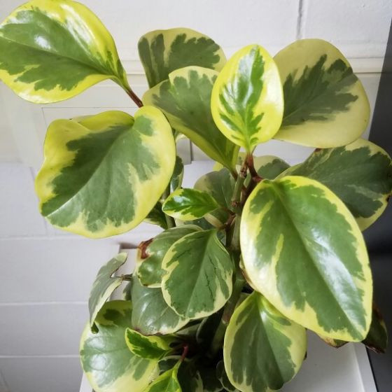 100 sements PEPEROMIA BRASILEIRINHA com manual de cultivo h