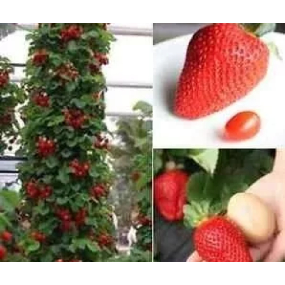 300 SEMENTES DE MORANGO TREPADOR ‘MOUNT EVEREST’ ll