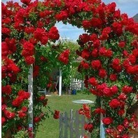 100 sementes de rosa vermelha trepadeira com manual de plantio ll