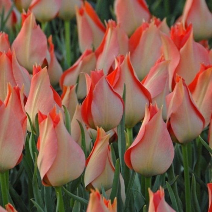 Tulipa 'Summer Parrot' – 100 sementes com manual de cultivo pronta entrega envio em 24h II