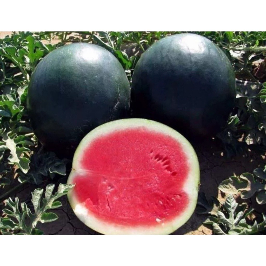 Sementes Originais sementes se melancia preta doce e suculenta, polpa firme