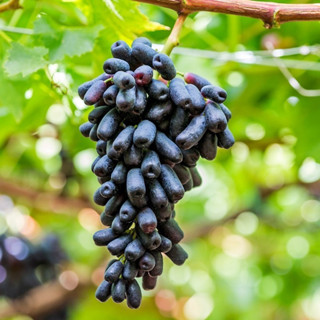 200 mudas de uva de dedo preto com guia de plantio em Oferta na Shopee