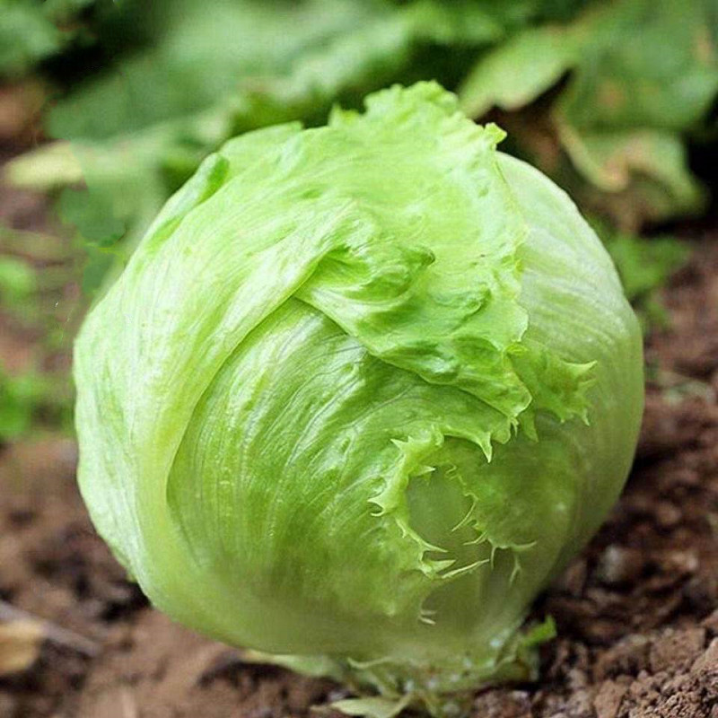Sementes de Alface Iceberg Orgânica 200 500 para Plantio Sementes de Alto Rendimento Variedade Super Ball Sementes de Ve