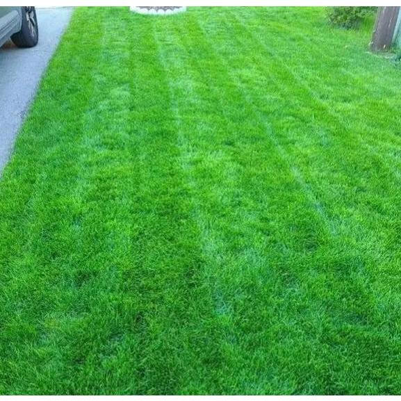 Sementes de Grama Bermuda 200-500 un | Fácil de Germinar | Grama Verde para Jardim, Quintal e Parque