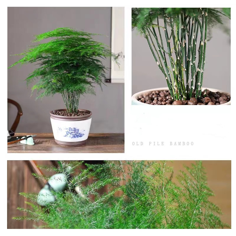 Sementes de Bonsai Aspargo Feto (Asparagus) 200/500pcs | Fácil de Germinar | Planta Ornamental Perenne p/ Vaso Indoor