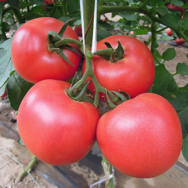 Sementes de Tomate Gigante Orgânico 200/500 Unid Alta Germinação Tomate Grande Produtivo para Plantio Horta