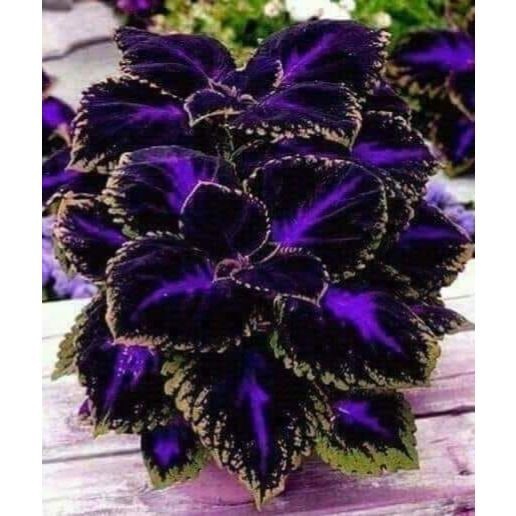 100 sementes colleus Dark Star com manual de cultivo pronta entrega envio em 24h l